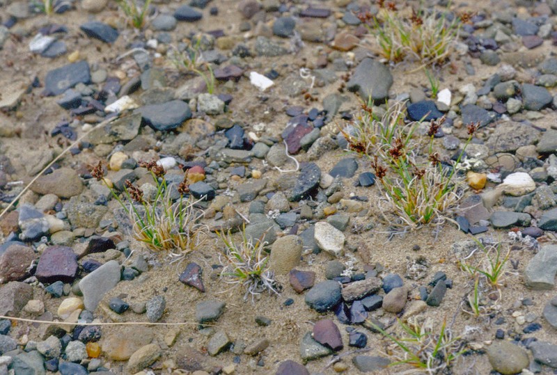 Glacial Sedge photo 7