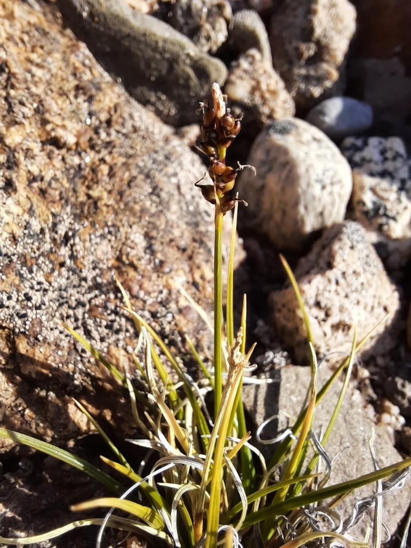 Glacial Sedge photo 8