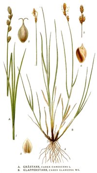 Lesser Saltmarsh Sedge