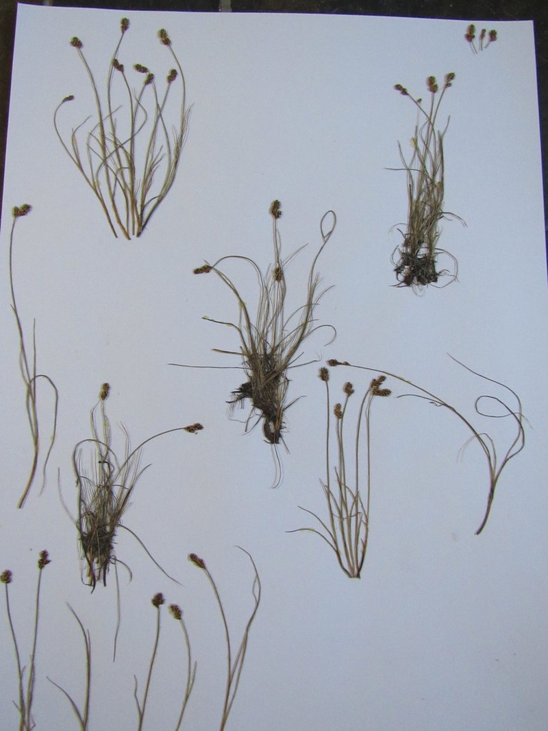 Lesser Saltmarsh Sedge photo 4