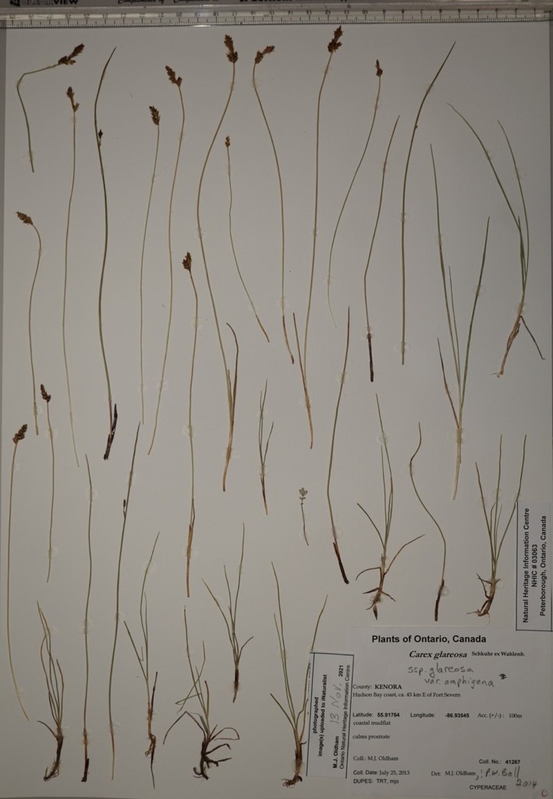 Lesser Saltmarsh Sedge photo 5
