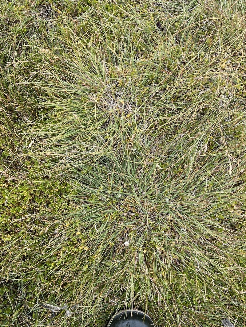 Lesser Saltmarsh Sedge photo 6