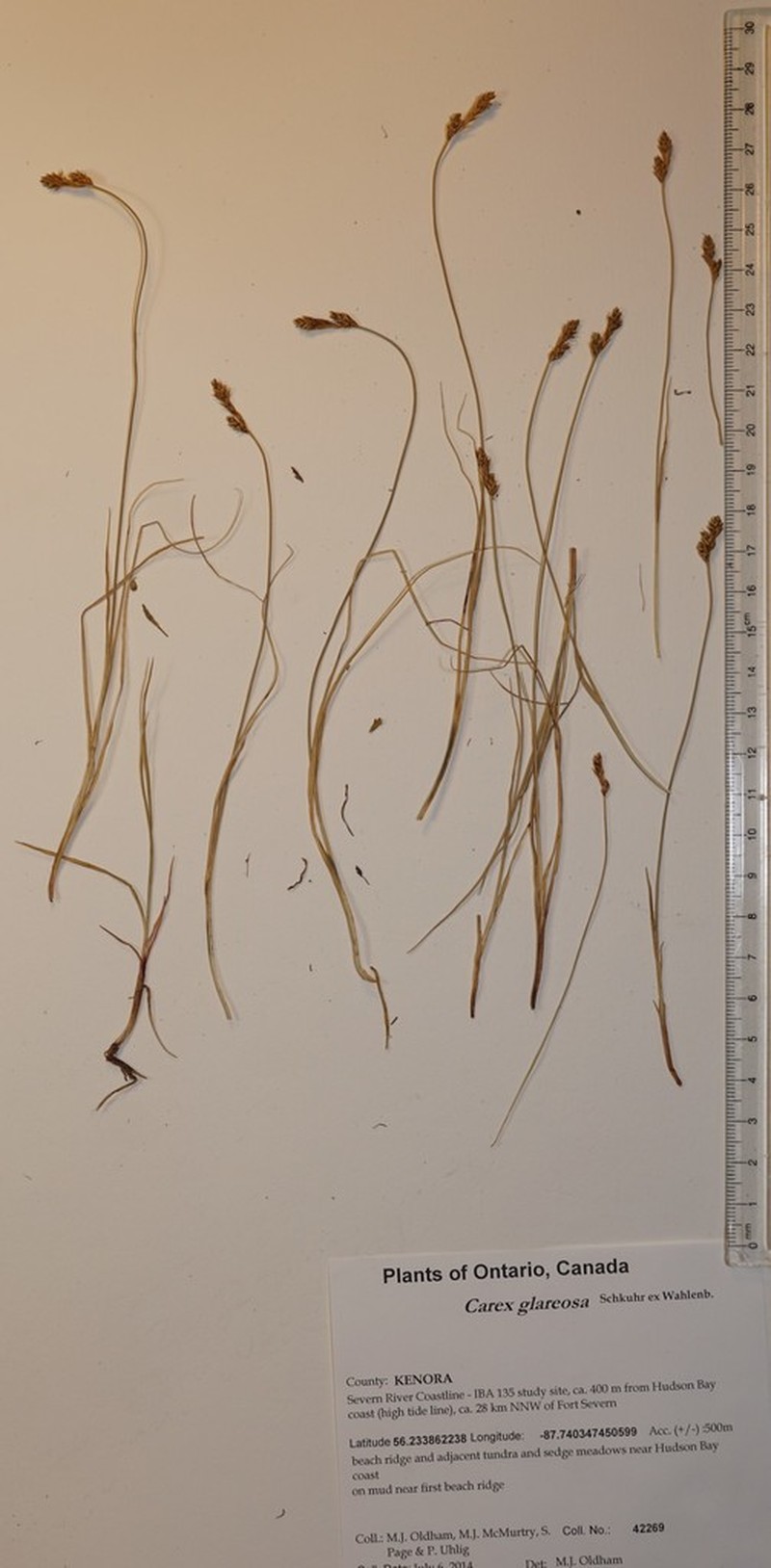 Lesser Saltmarsh Sedge photo 7