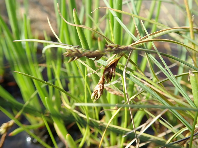 Lesser Saltmarsh Sedge photo 8