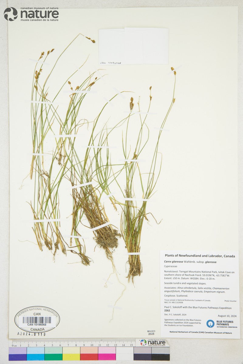 Carex glareosa subsp. glareosa
