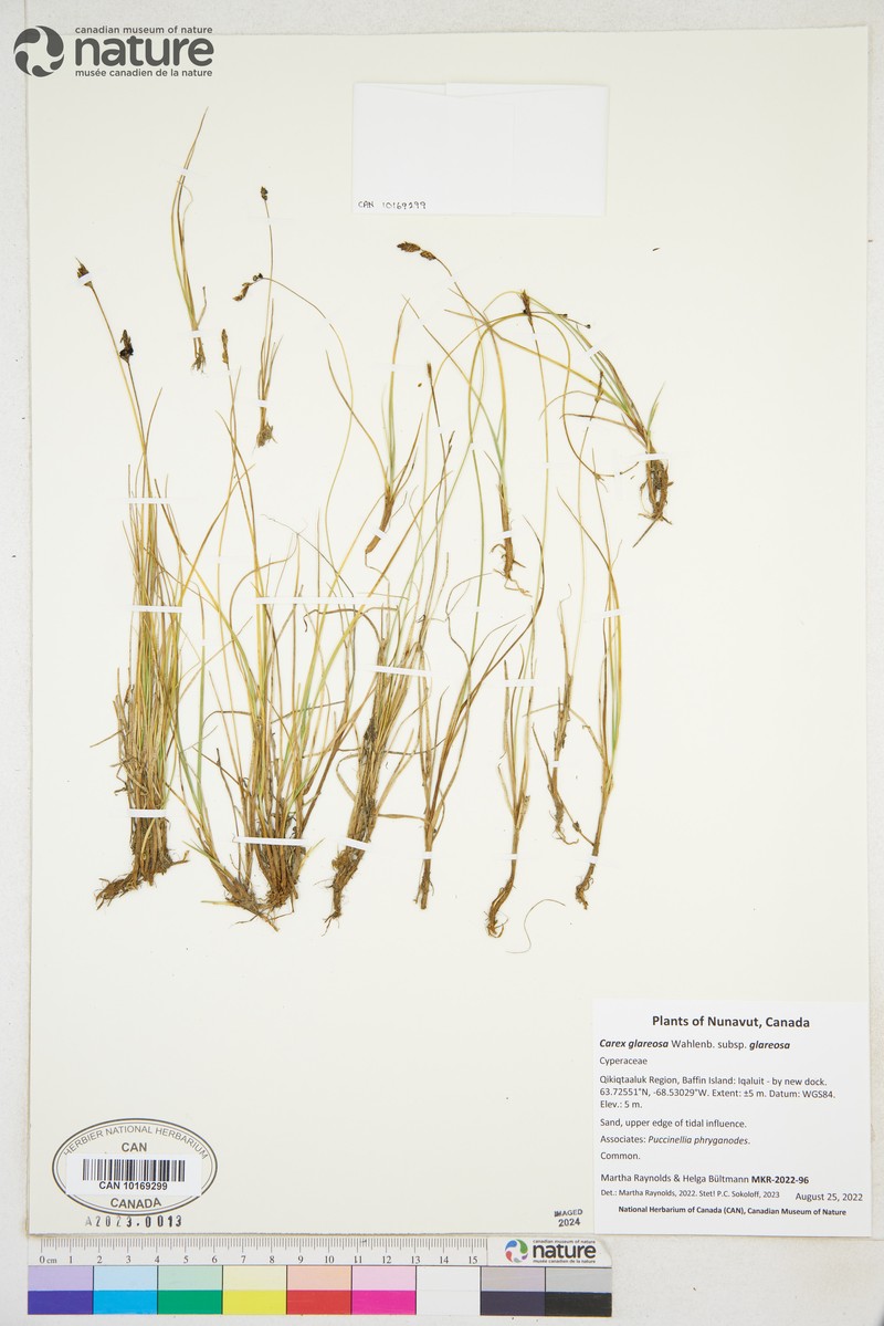 Carex glareosa subsp. glareosa photo 2
