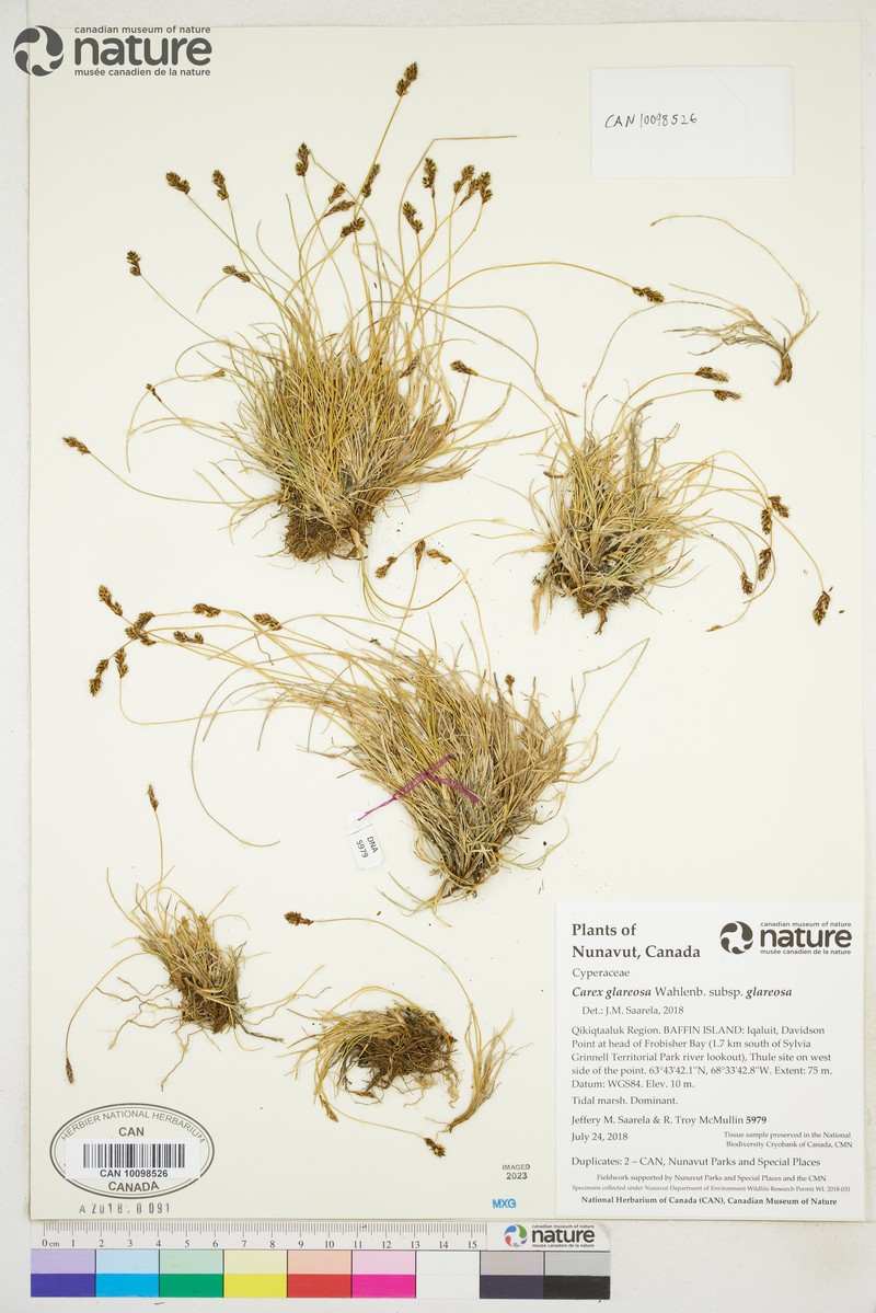 Carex glareosa subsp. glareosa photo 3