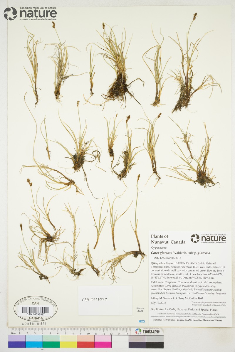 Carex glareosa subsp. glareosa photo 4
