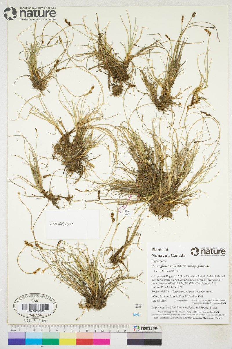 Carex glareosa subsp. glareosa photo 5