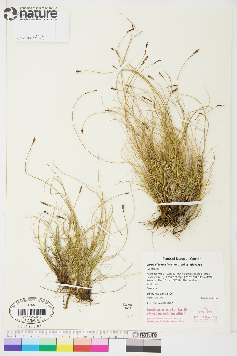 Carex glareosa subsp. glareosa photo 6