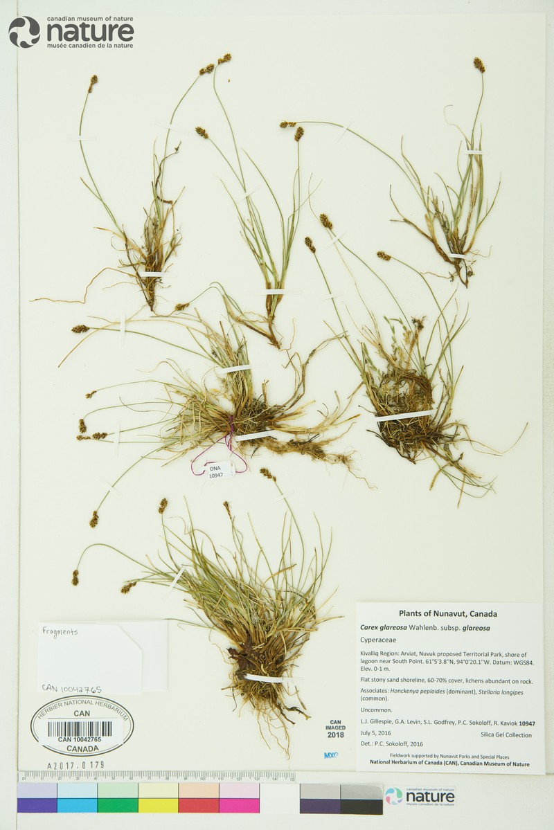 Carex glareosa subsp. glareosa photo 7
