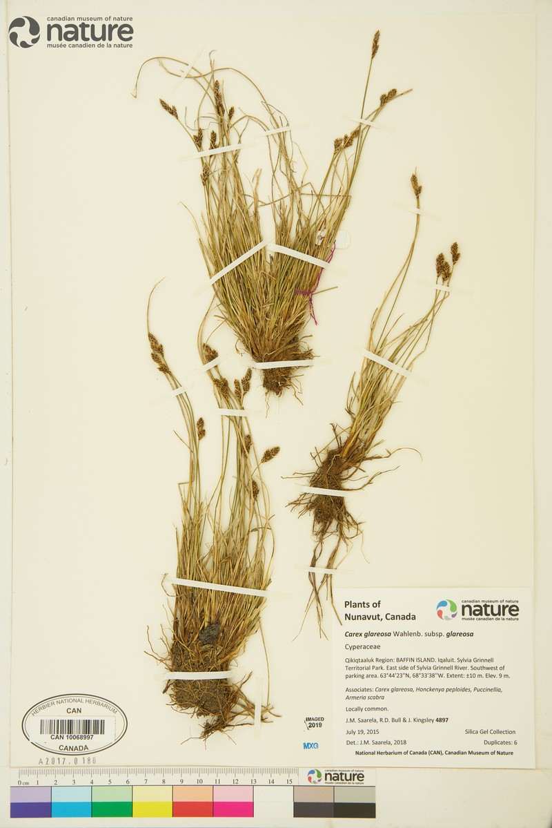 Carex glareosa subsp. glareosa photo 8