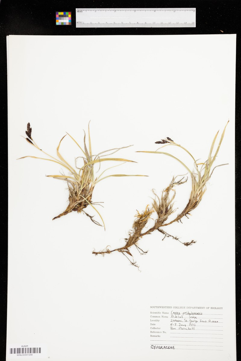 Carex glareosa subsp. pribylovensis
