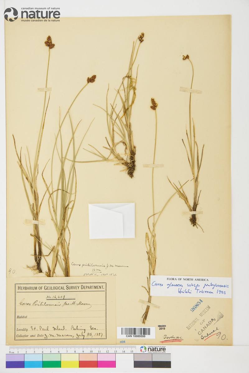Carex glareosa subsp. pribylovensis photo 2