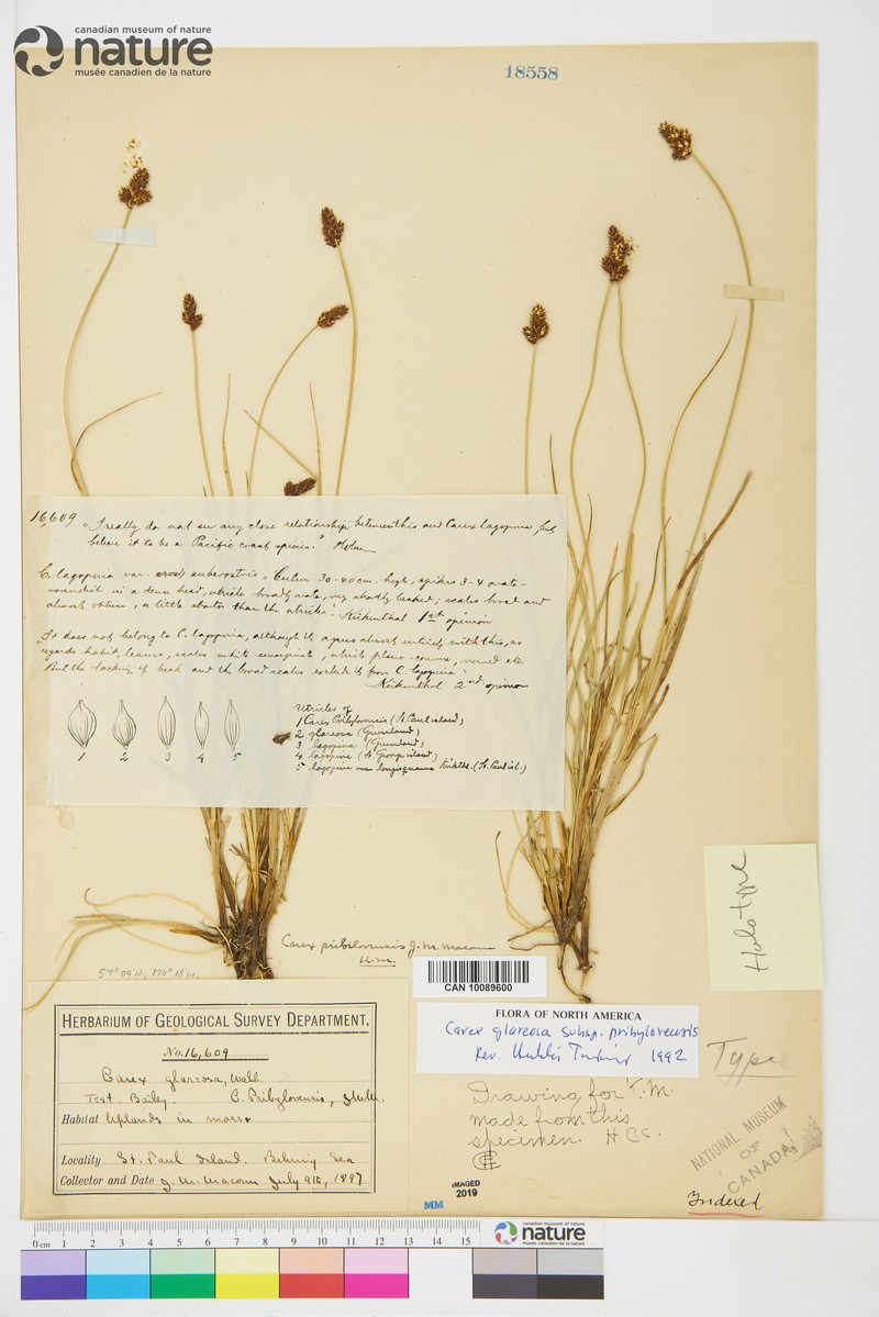 Carex glareosa subsp. pribylovensis photo 3