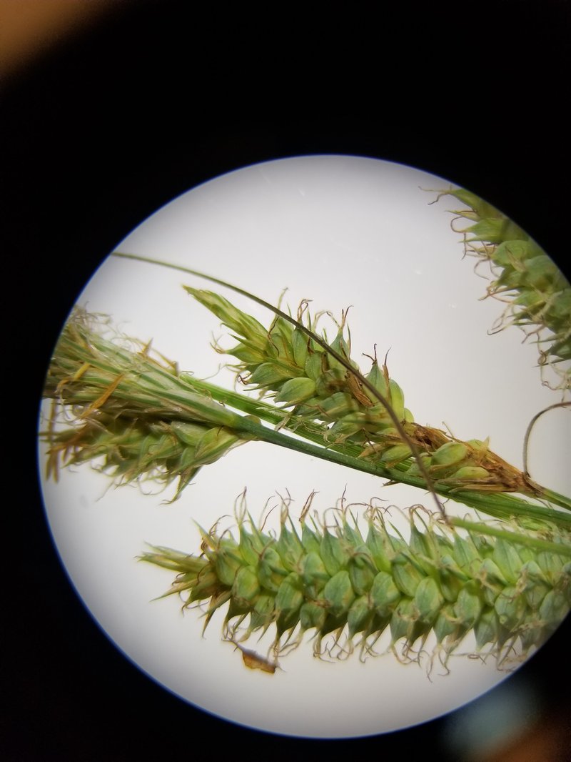 Southern Waxy Sedge
