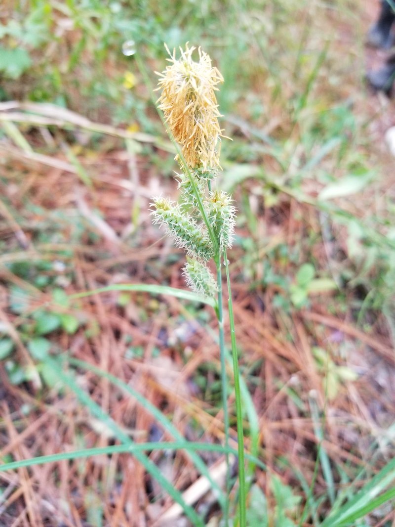 Southern Waxy Sedge photo 2