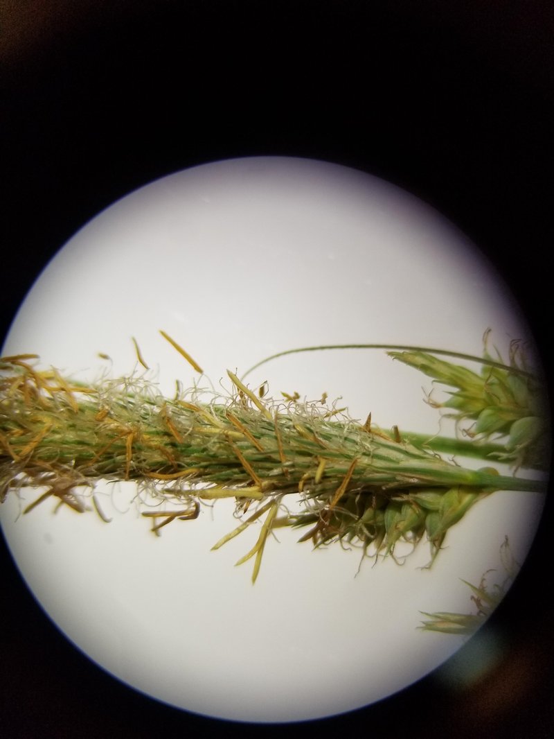 Southern Waxy Sedge photo 3