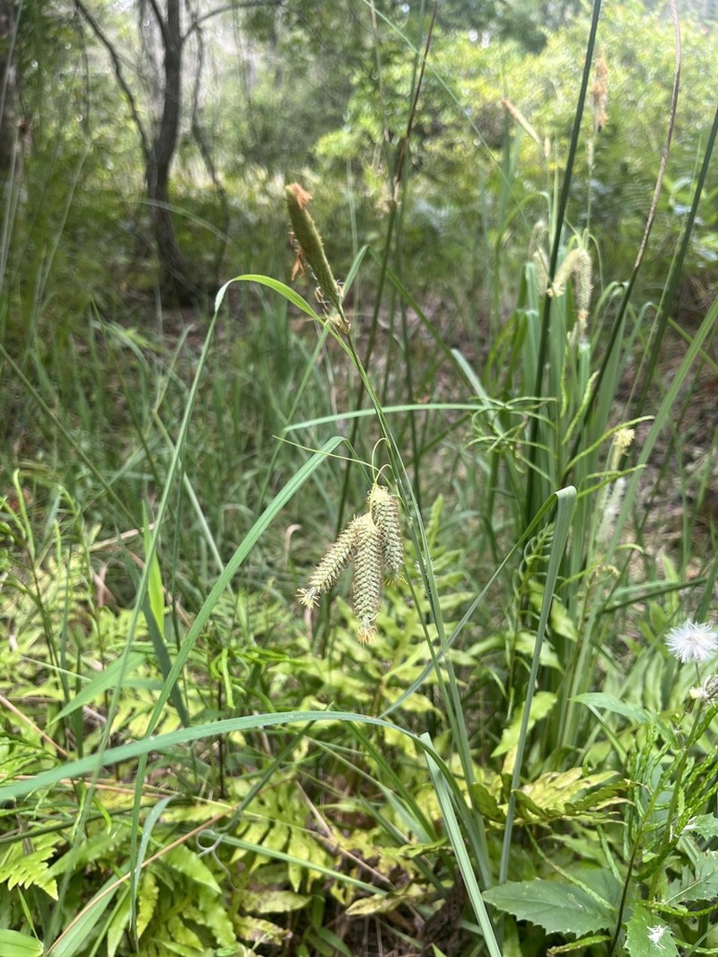 Southern Waxy Sedge photo 4