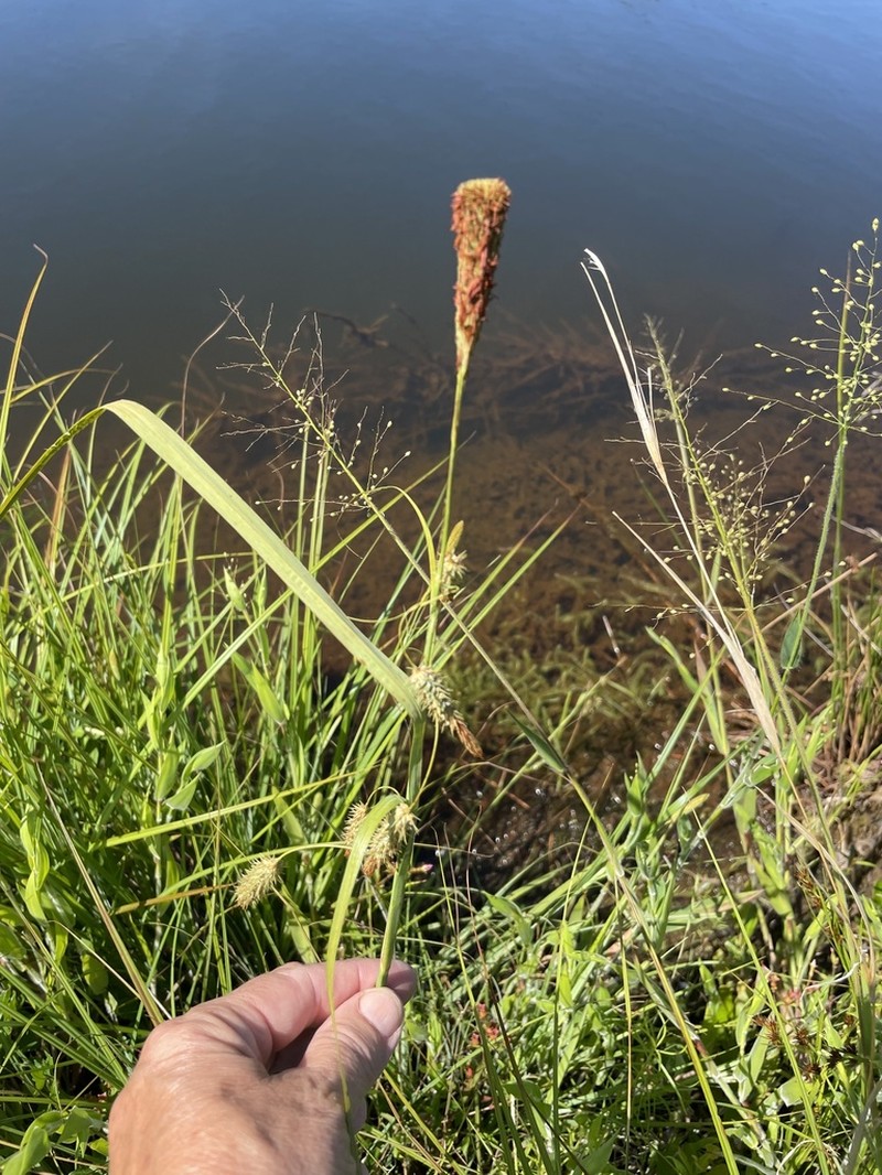 Southern Waxy Sedge photo 5