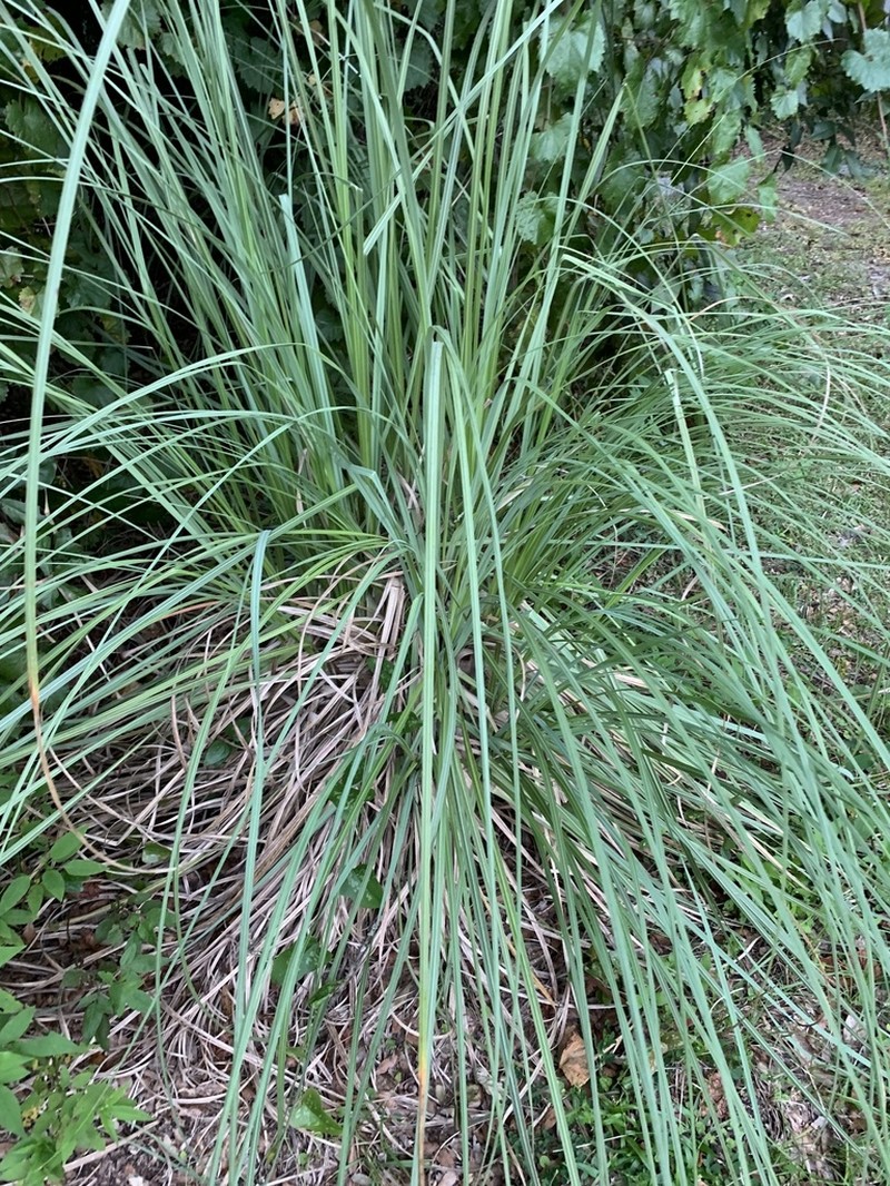 Southern Waxy Sedge photo 6