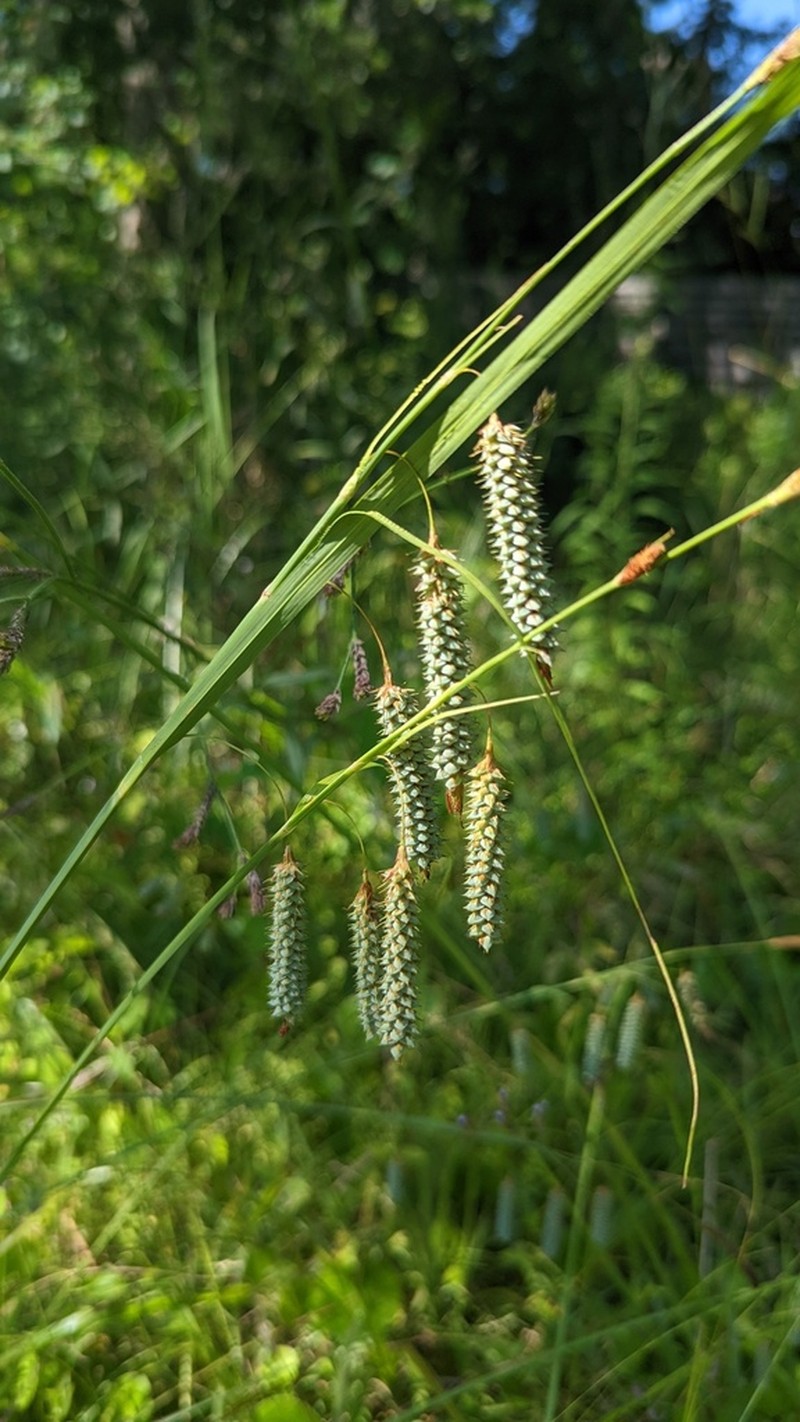 Southern Waxy Sedge photo 7