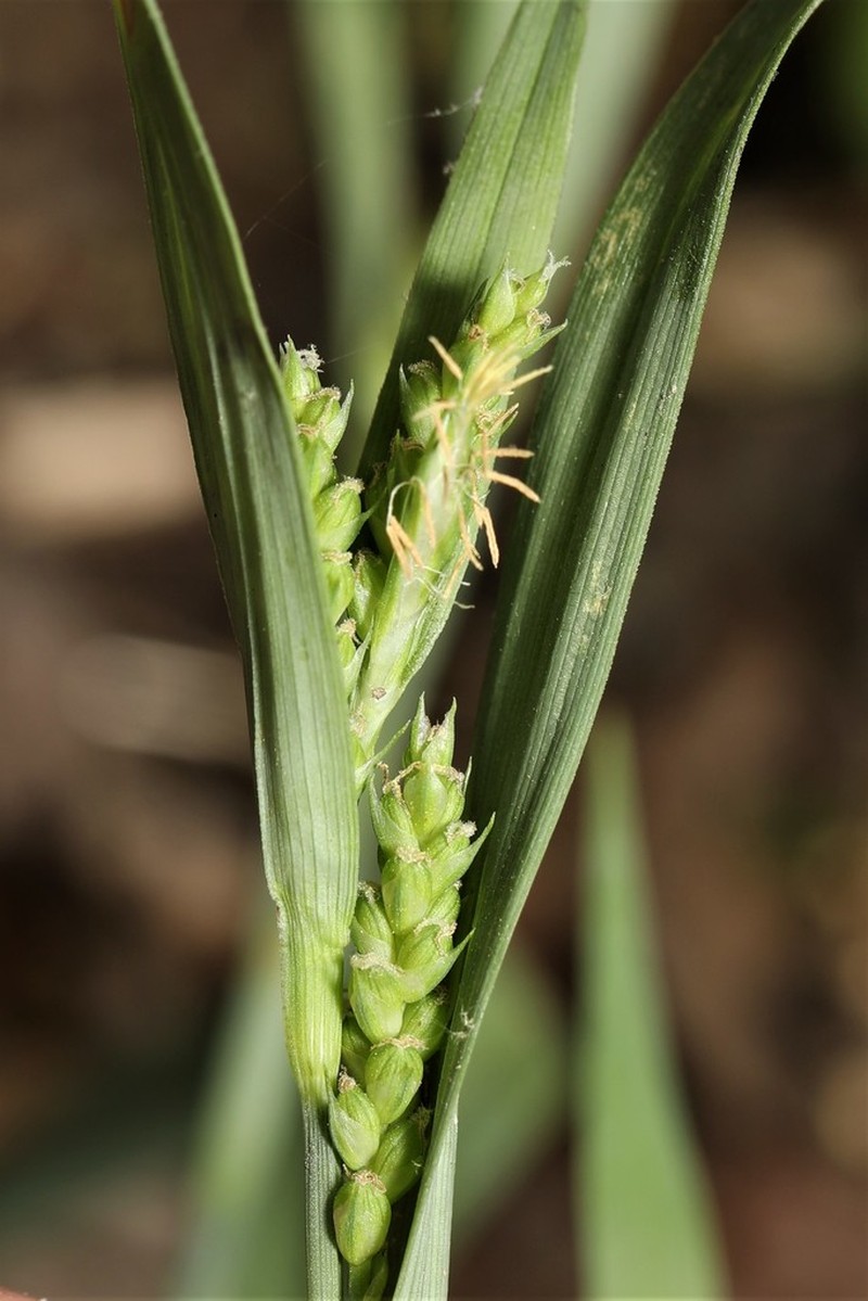 Blue Sedge