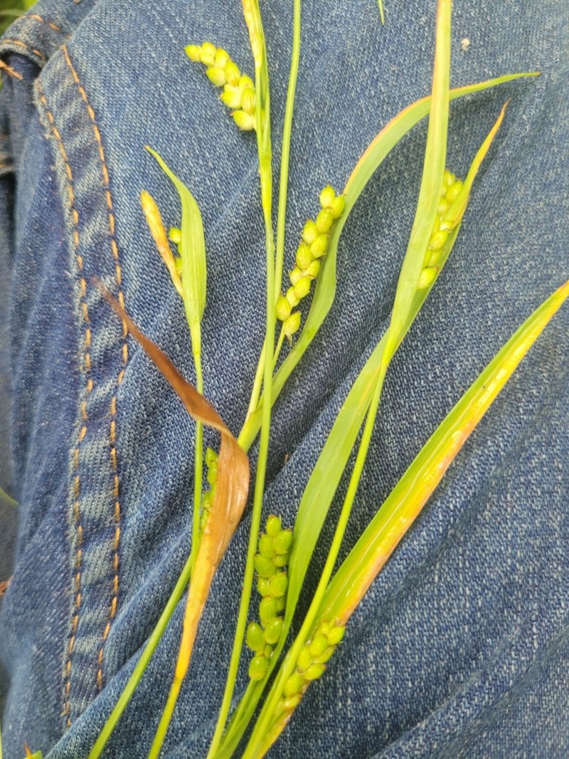 Blue Sedge photo 2