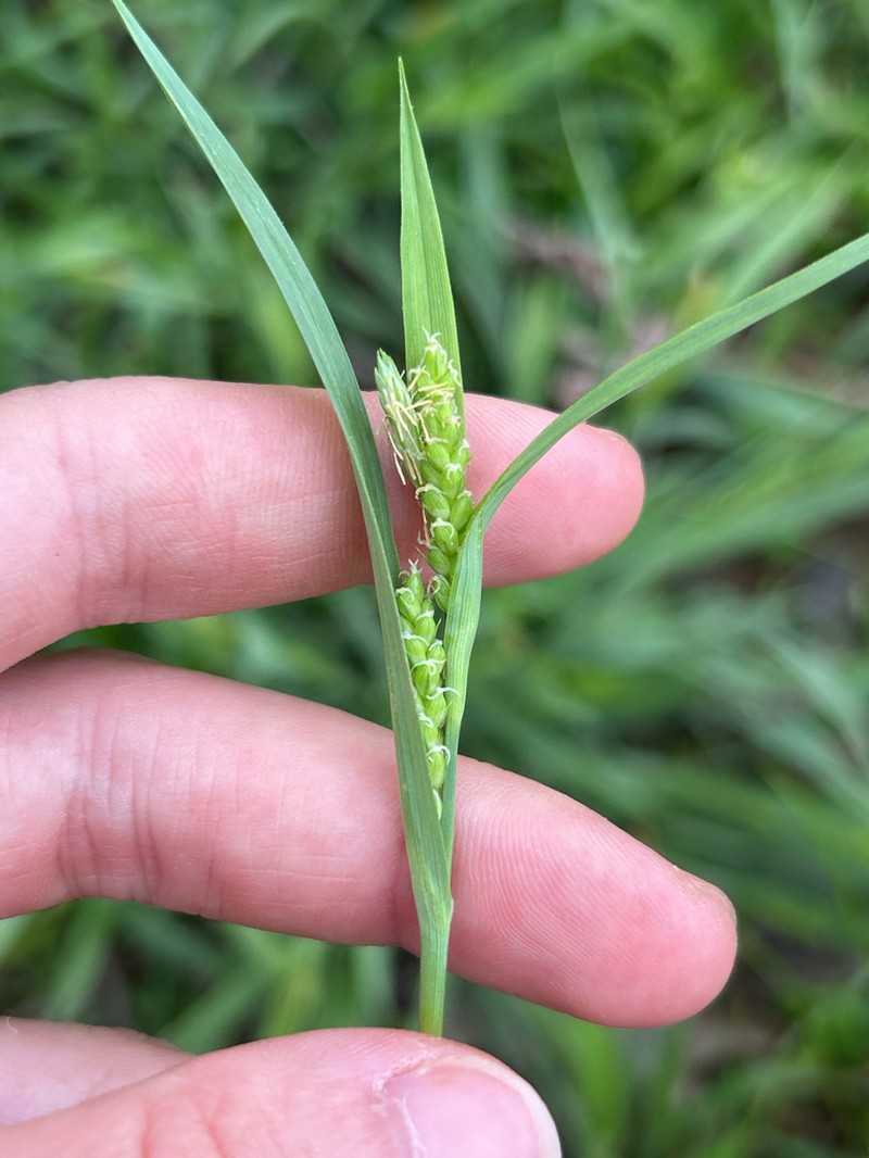 Blue Sedge photo 3
