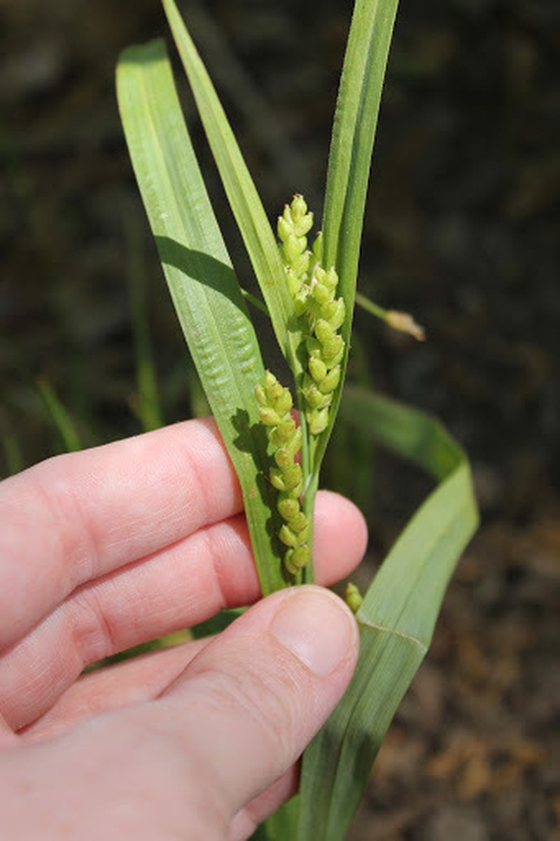 Blue Sedge photo 4