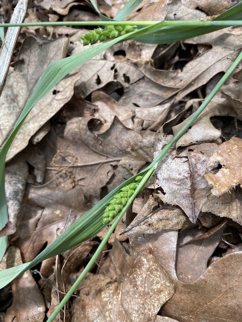 Blue Sedge photo 5