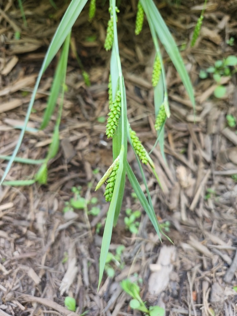 Blue Sedge photo 6