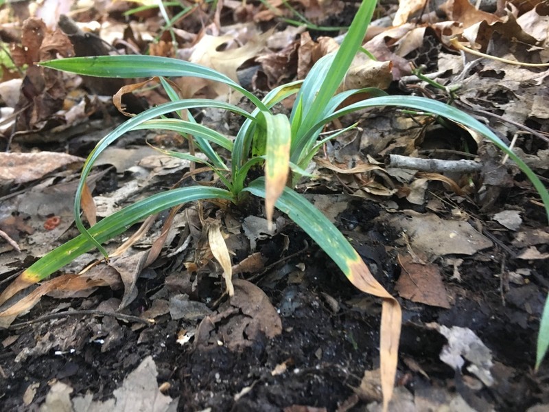 Blue Sedge photo 7