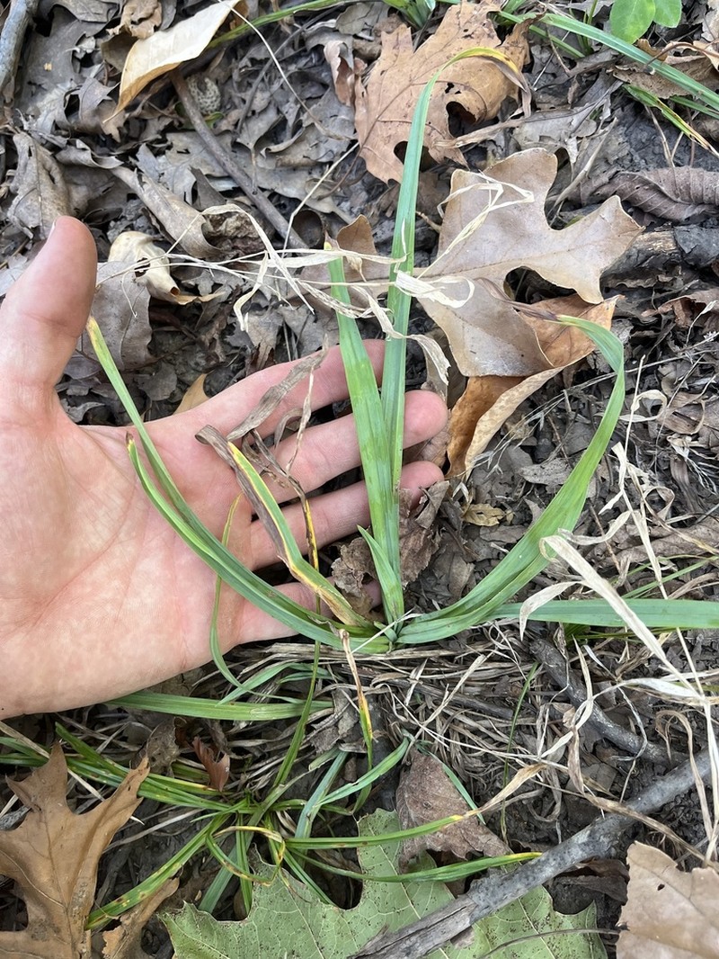 Blue Sedge photo 8