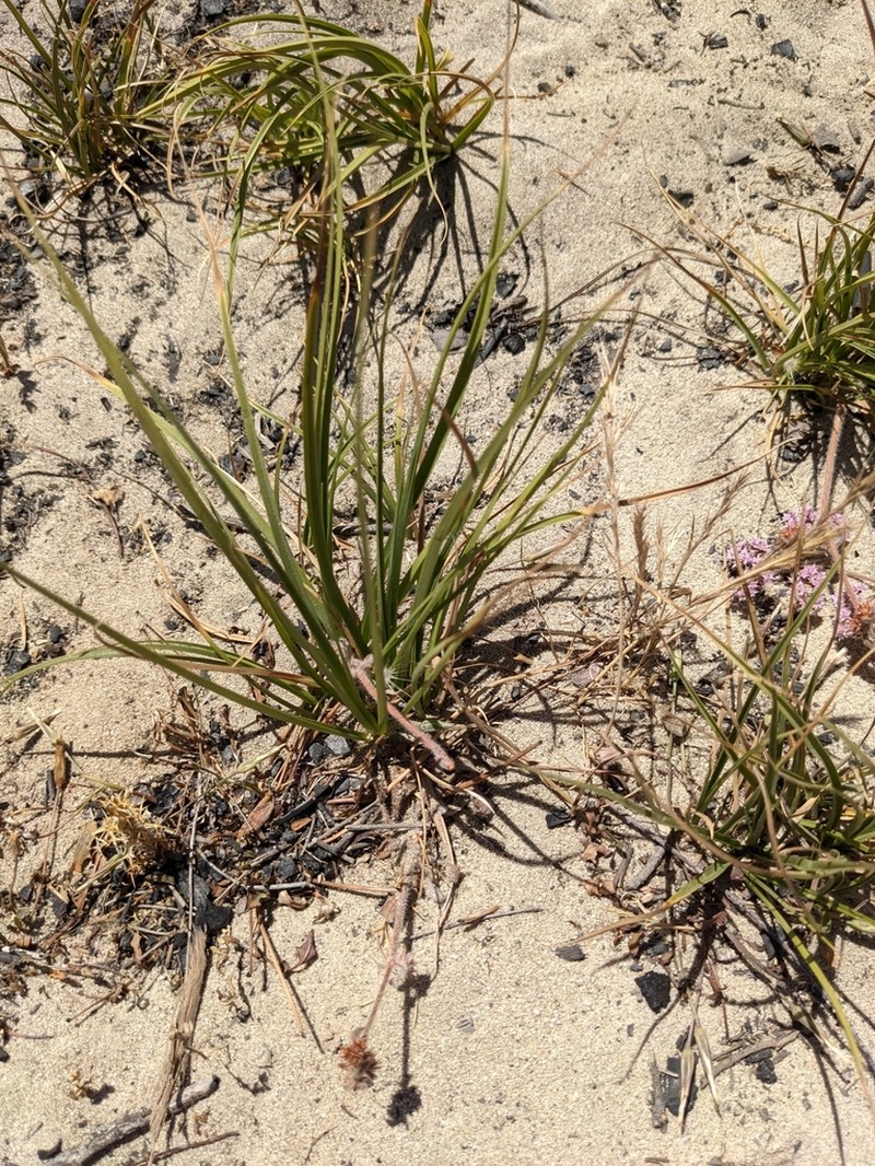 Roundfruit Sedge photo 3