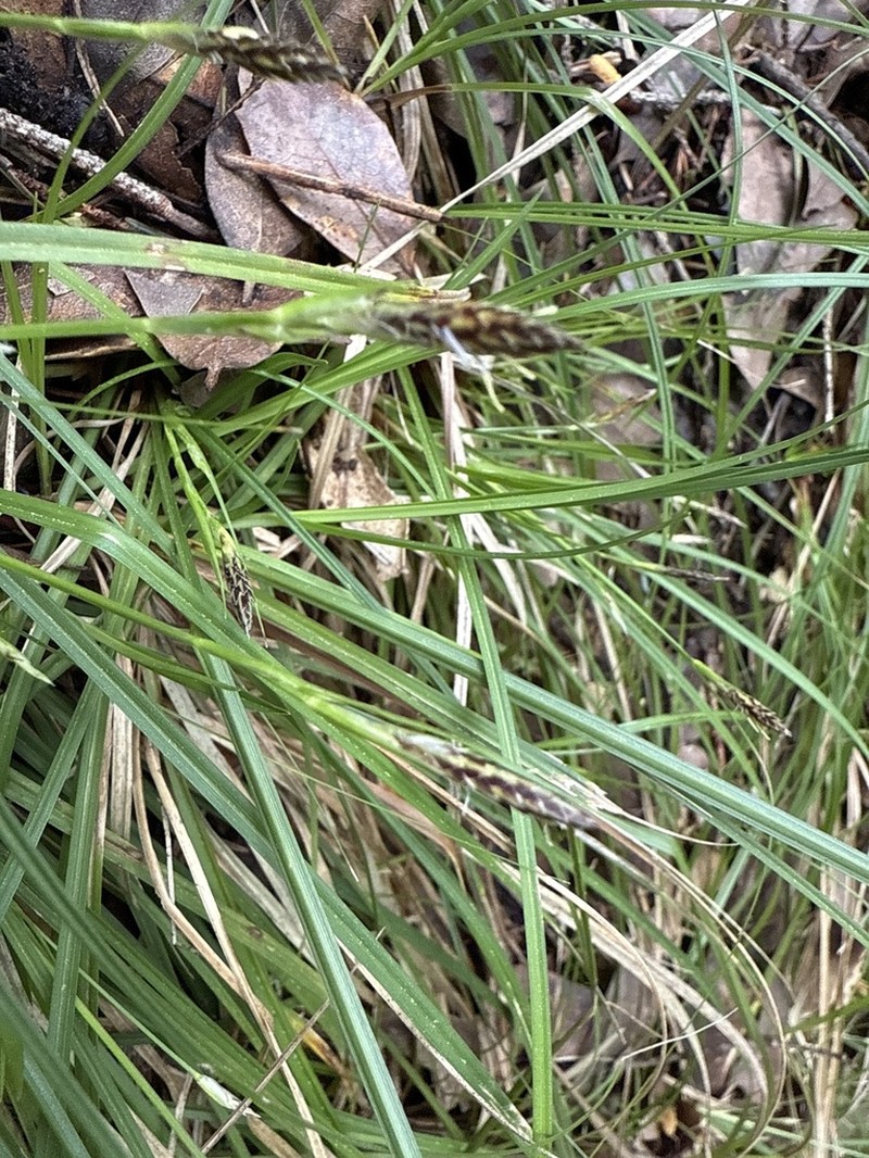 Roundfruit Sedge photo 4