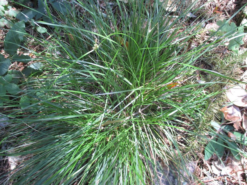 Roundfruit Sedge photo 5