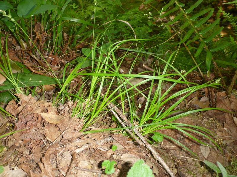 Roundfruit Sedge photo 6