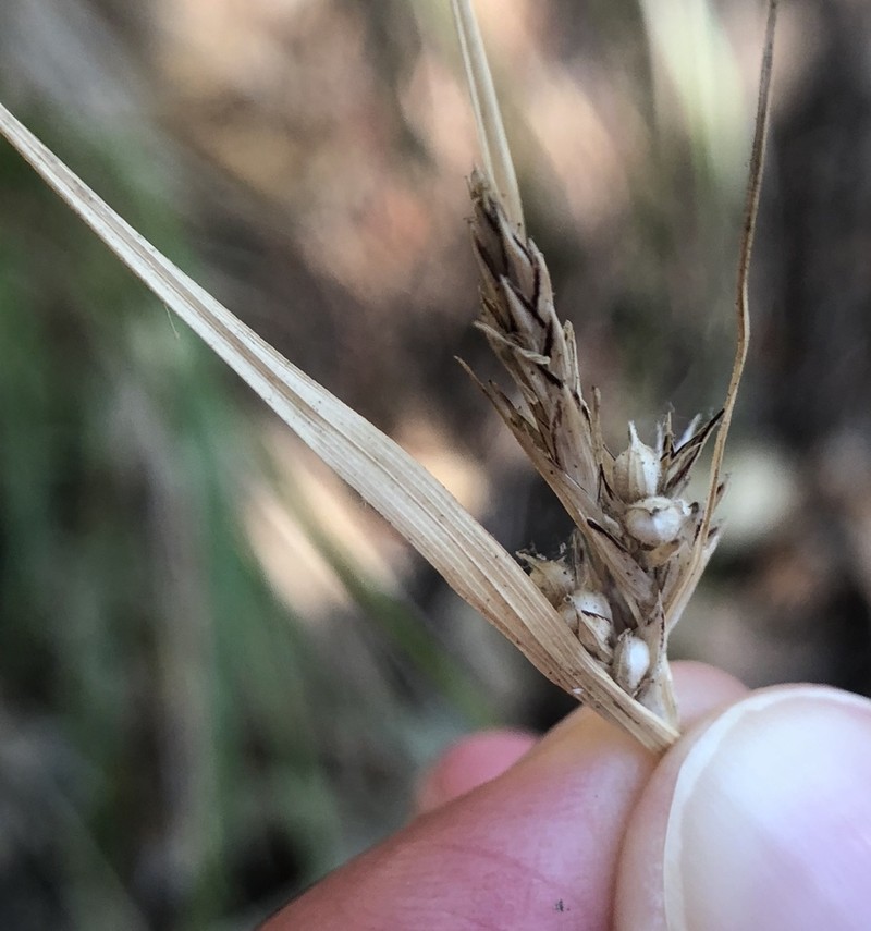 Roundfruit Sedge photo 7