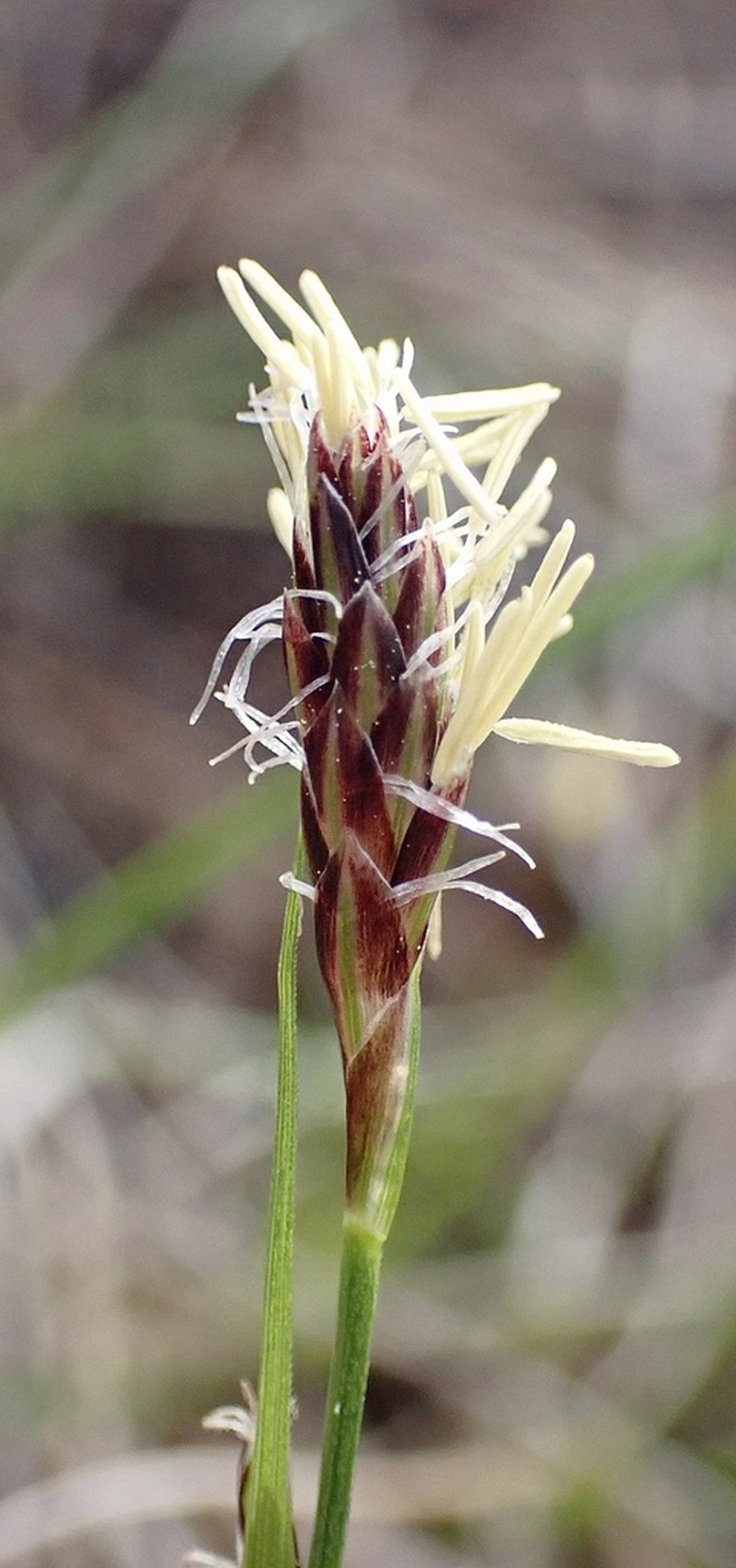 Roundfruit Sedge photo 8