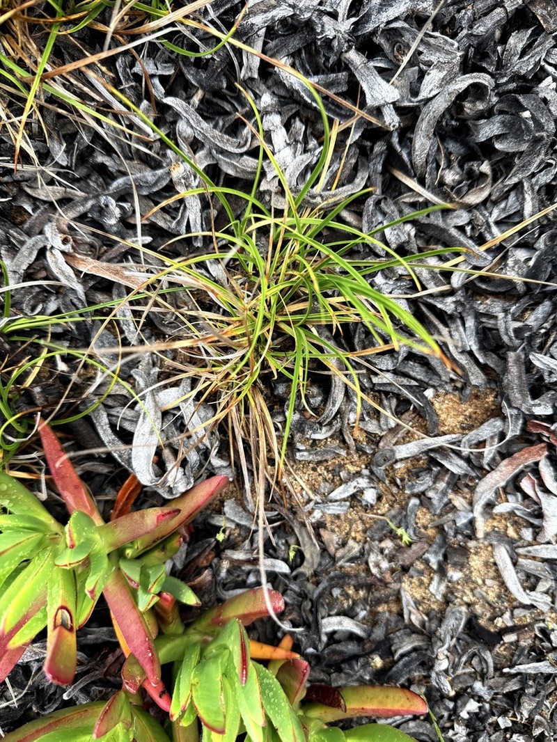 Roundfruit Sedge photo 9
