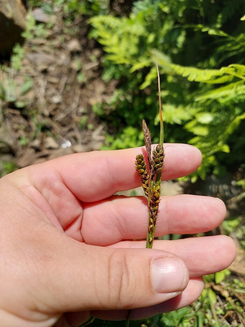 Gmelin's Sedge