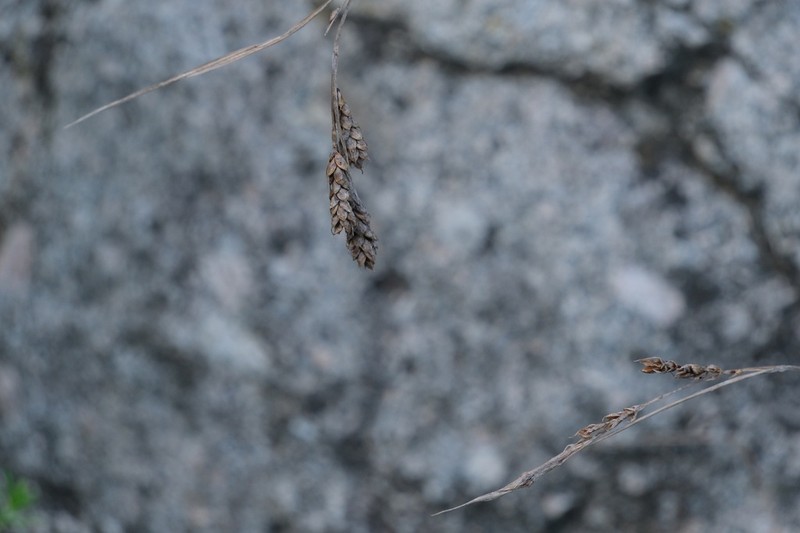 Gmelin's Sedge photo 2