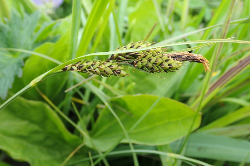 Gmelin's Sedge photo 3