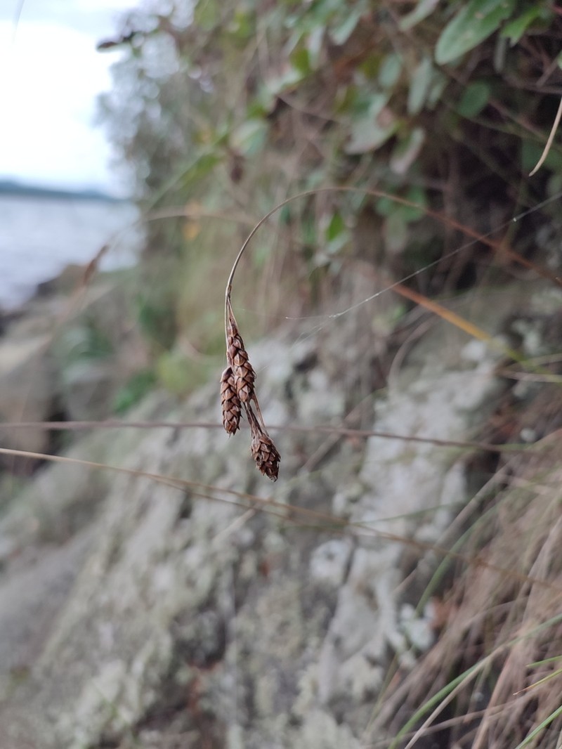 Gmelin's Sedge photo 4