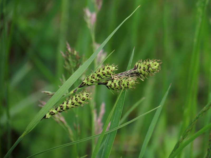 Gmelin's Sedge photo 5