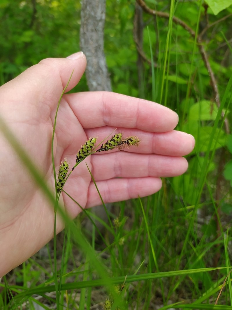 Gmelin's Sedge photo 6