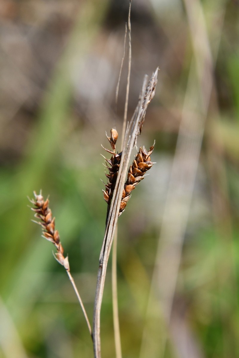 Gmelin's Sedge photo 7