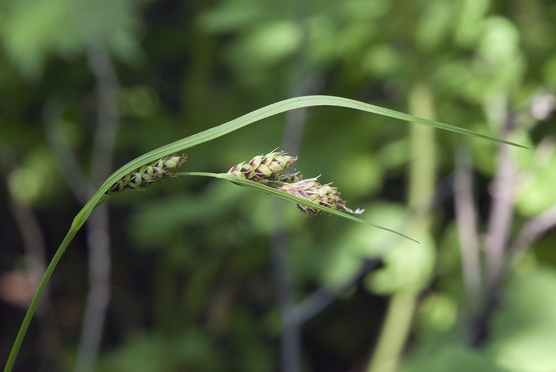 Gmelin's Sedge photo 8