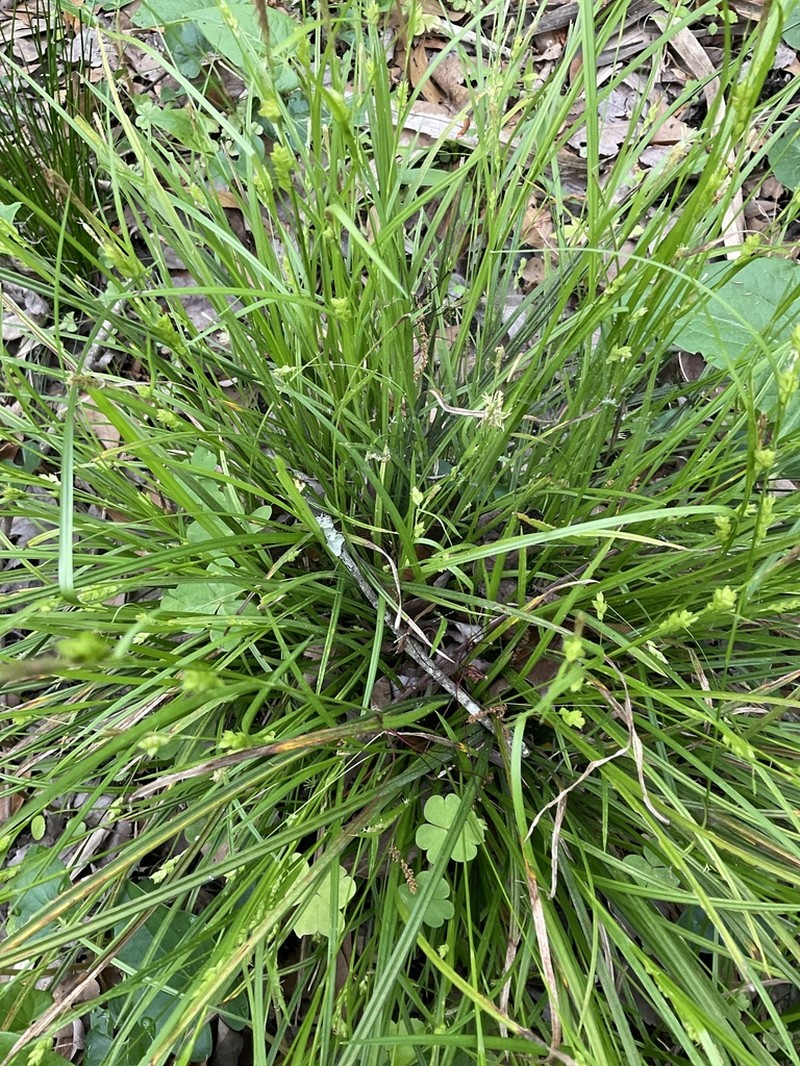 Godfrey's Sedge photo 2